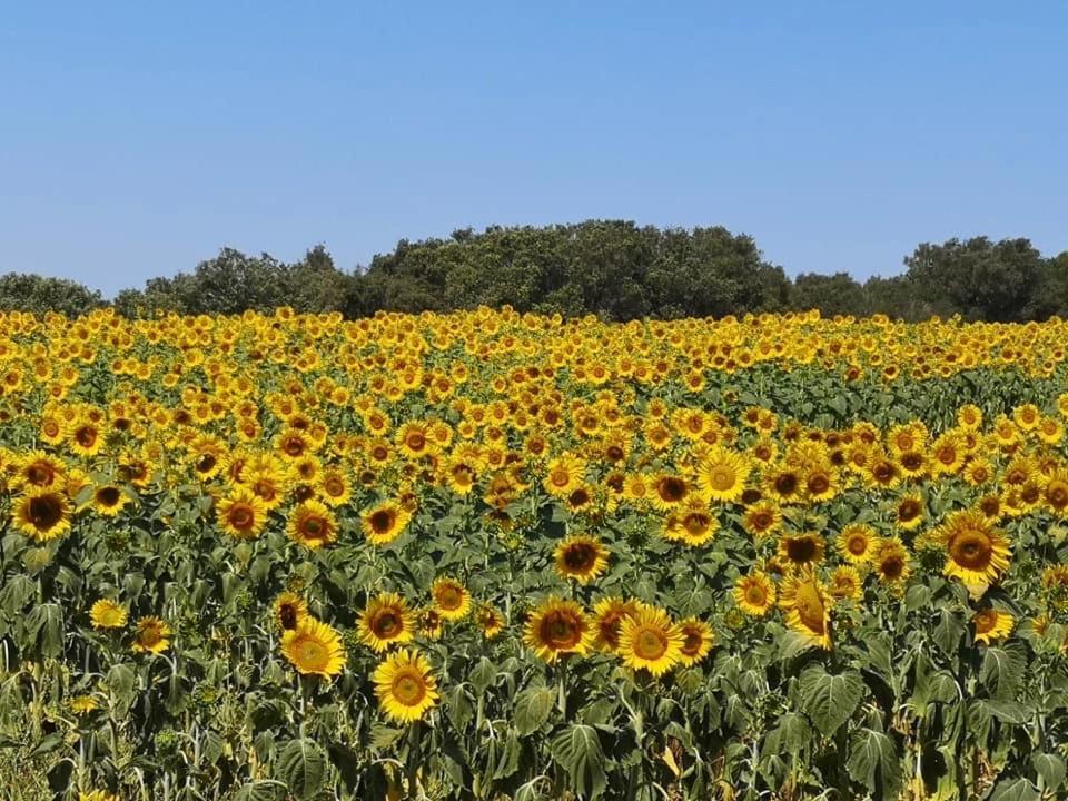 Podere Baloo סוברטו מראה חיצוני תמונה