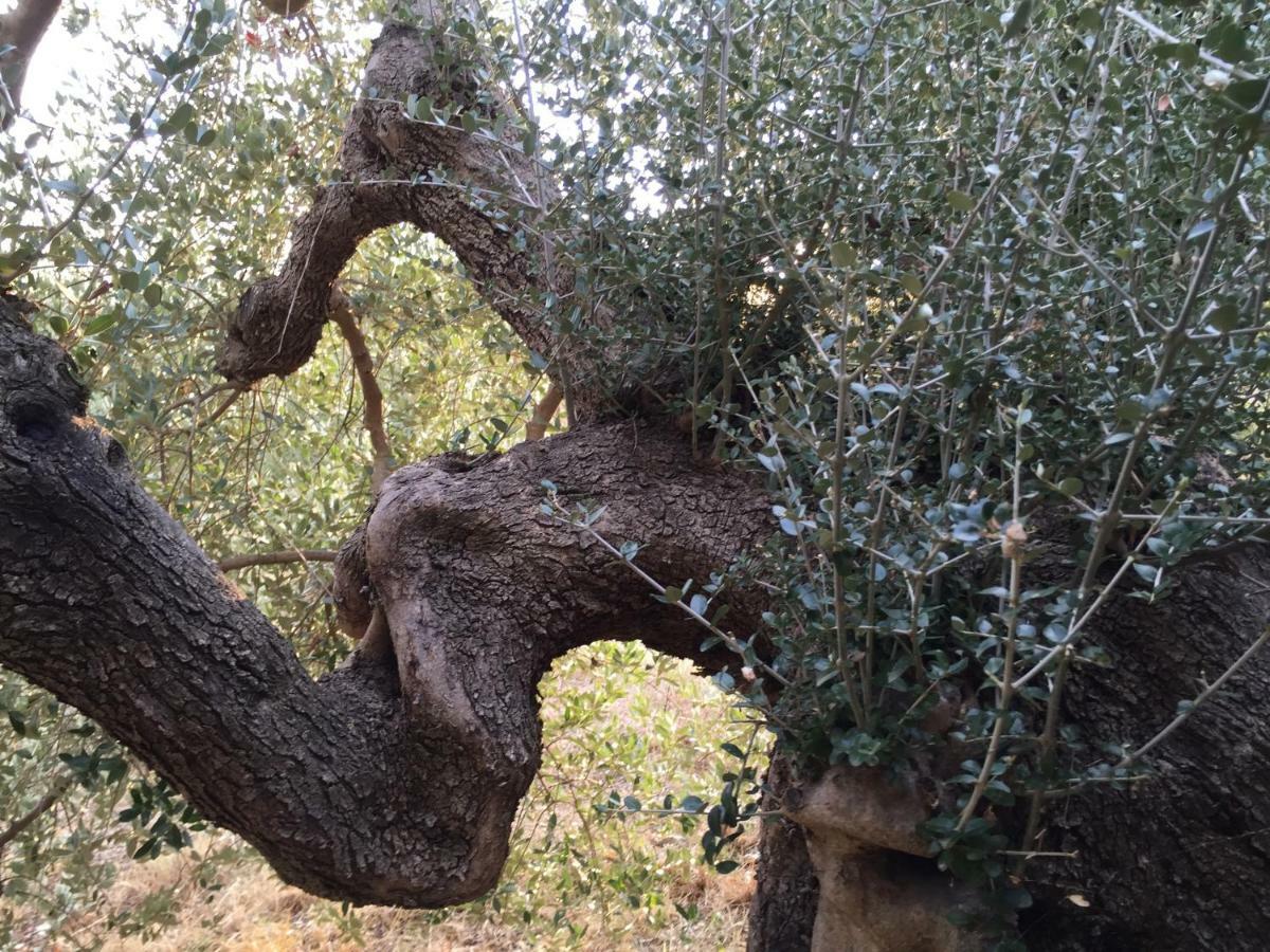 Podere Baloo סוברטו מראה חיצוני תמונה